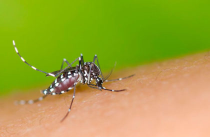 Dengue: que no se nos escape de las manos