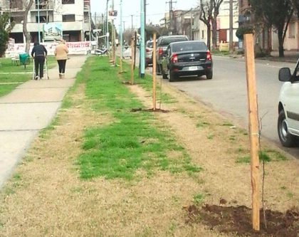 Plantan árboles en varias calles de la ciudad