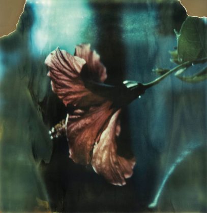 Fotogalería 22, en el año de su 30º aniversario, presenta: Flores en la ESMA, Gran Premio del Salón Nacional 2015