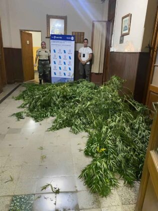 <span style='color:#f000000;font-size:14px;'>POLICIALES</span><br>En Suipacha secuestraron 55 kilos de plantas de Cannabis Sativa