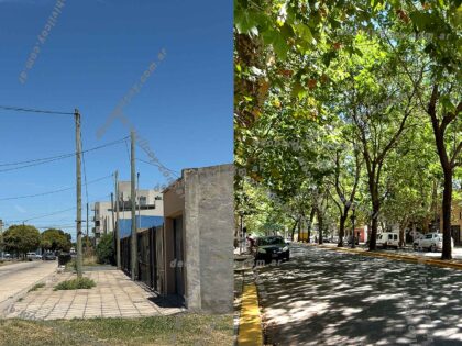 <span style='color:#f000000;font-size:14px;'>MEDIO AMBIENTE</span><br>Menos cemento, más vida: La importancia del arbolado público en la calidad de vida item-thumbnail