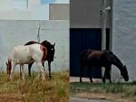 La Dirección de Tránsito y la Guardia Urbana realizaron varios procedimientos por animales sueltos en la vía pública item-thumbnail